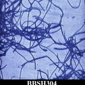 BBSH304