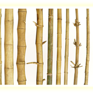 Kinds of bamboo